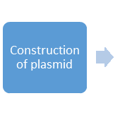 Construction of plasmid