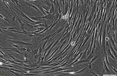 CELLvo Human Bone Marrow Mesenchymal Stem Cells