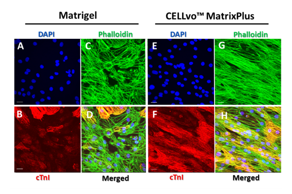 Cardiomyocytes on CELLvo™ Matrix Plus become a structurally mature monolayer after 7 days in culture