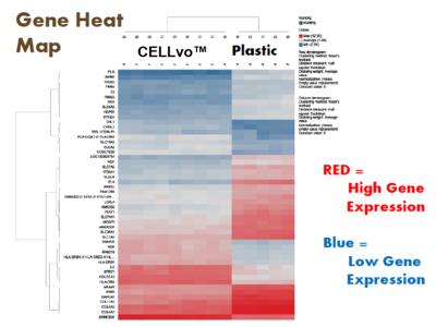 Heat map of gene expression of cells after seeding onto TCP vs. CELLvo™ Matrix